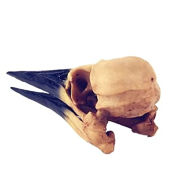 Amazon.co.jp: 鳥の恐竜の頭蓋骨モデル - 翼竜の頭蓋骨モデル